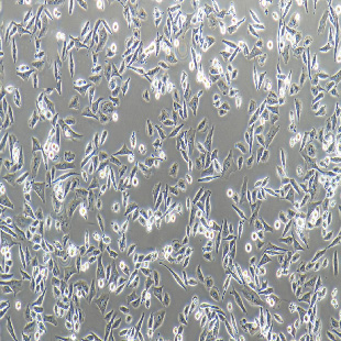 HFL1 人胚肺成纖維細胞