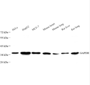 Recombinant Anti -GAPDH antibody ( Mouse mAb )