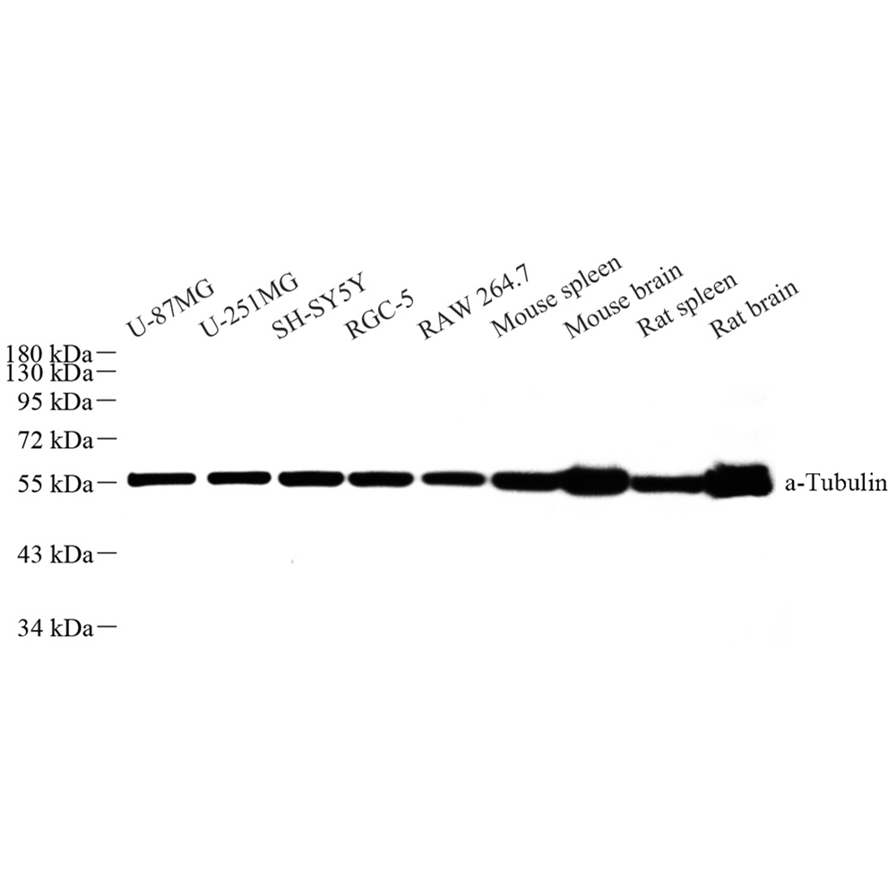 Anti -alpha Tubulin Rabbit pAb