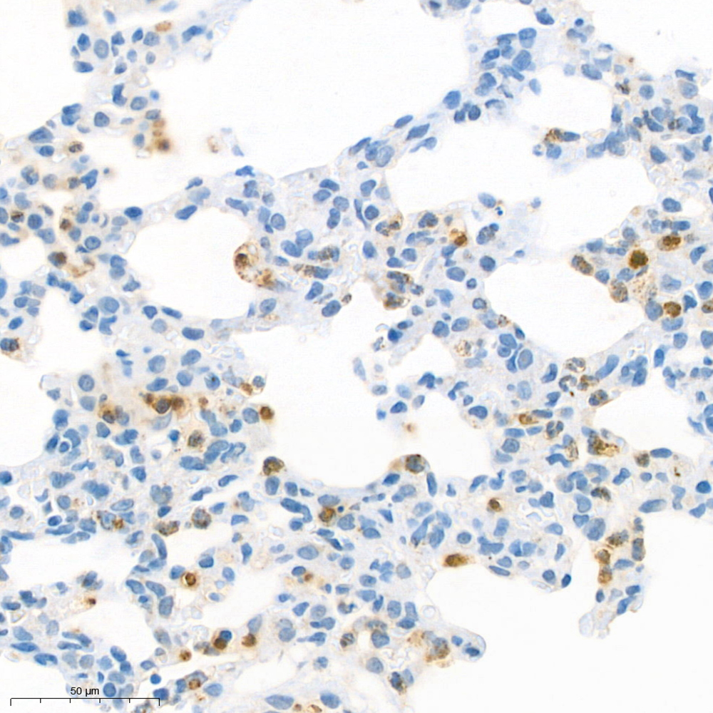 Anti -Myeloperoxidase Rabbit pAb