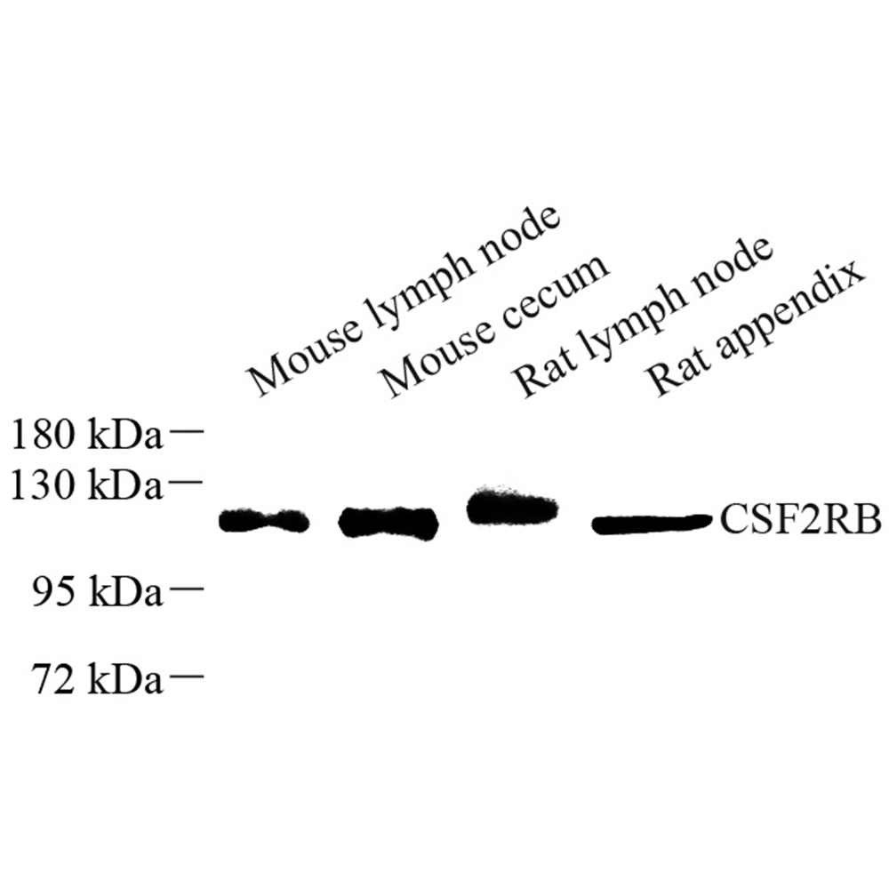 Anti -IL-3RB Rabbit pAb