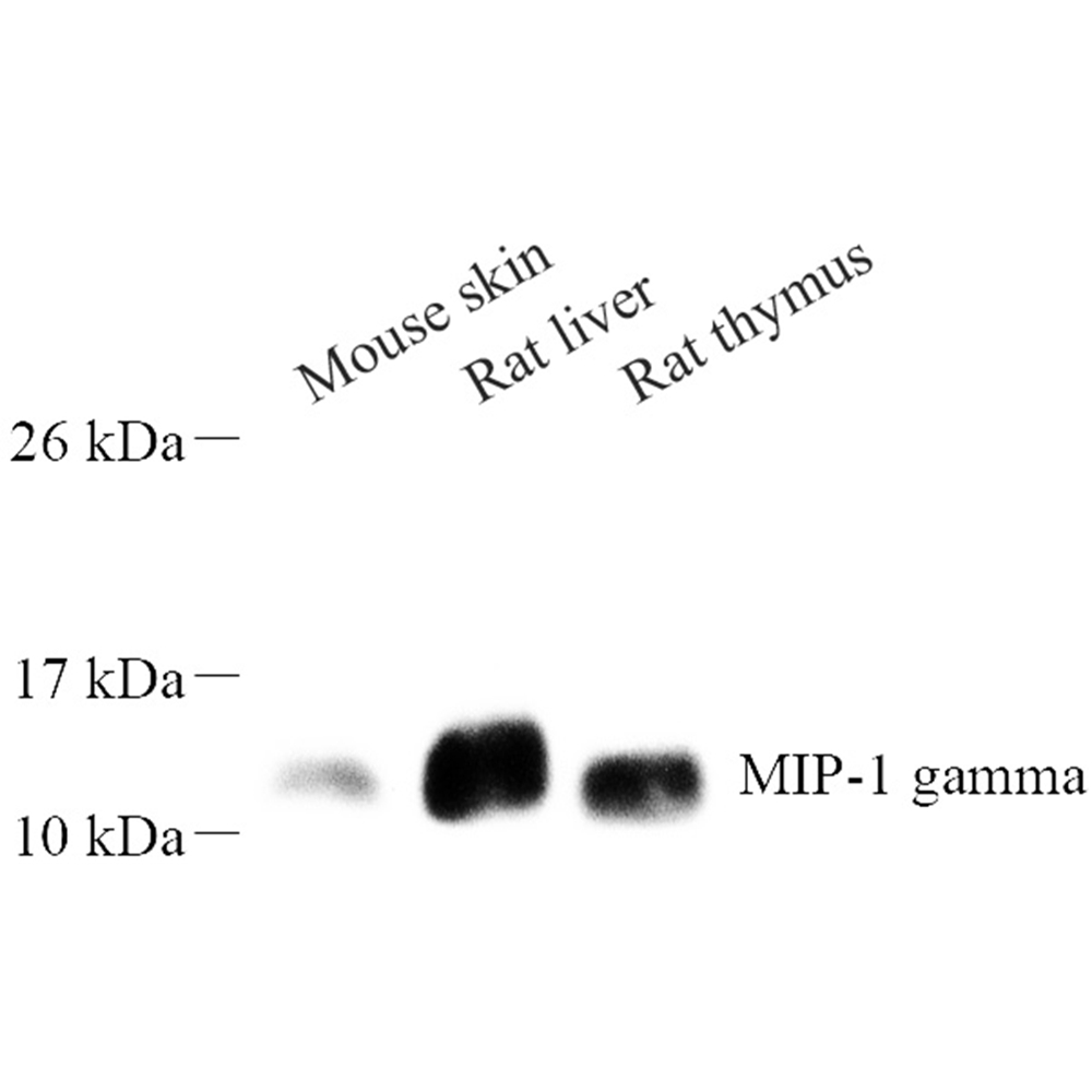 Anti -Macrophase Inflammation Protein 1 gamma Rabbit pAb