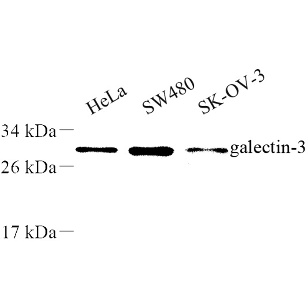 Anti -Galectin 3 Rabbit pAb