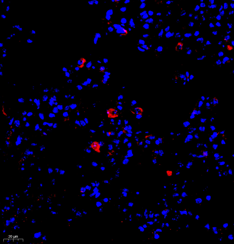 Anti -Sialoadhesin/CD169 Rabbit pAb