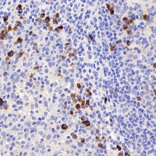 Anti -CD19 Rabbit pAb