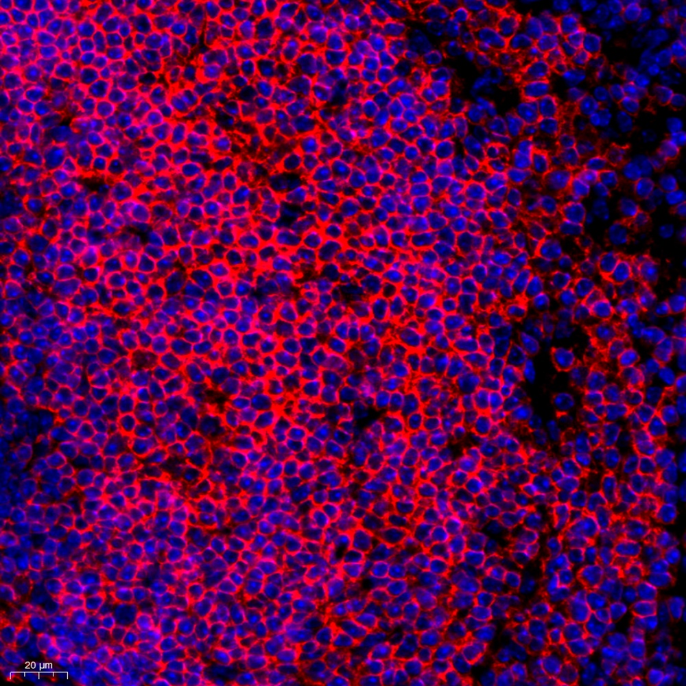 Anti -CD19 Rabbit pAb