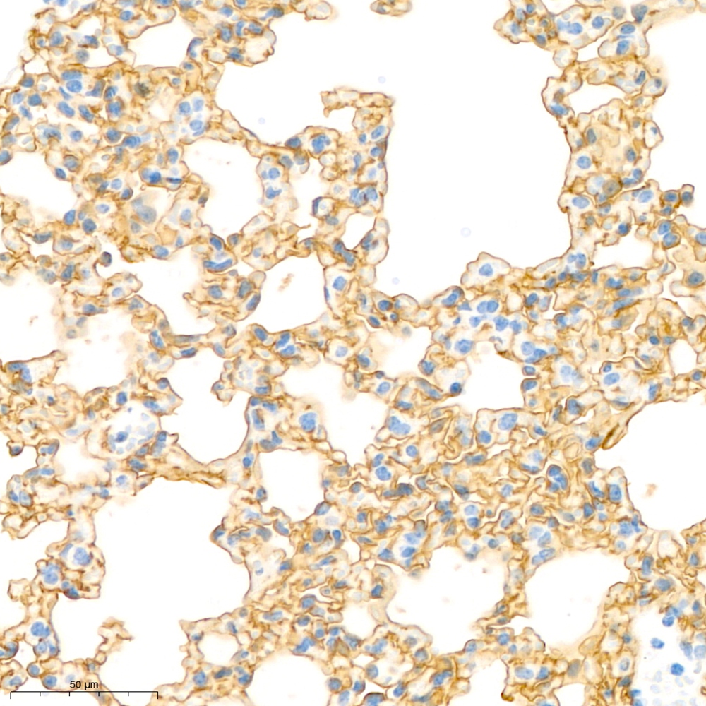 Anti -Mast Cell Chymase Rabbit pAb