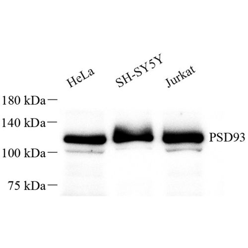 Anti -PSD93 Rabbit pAb