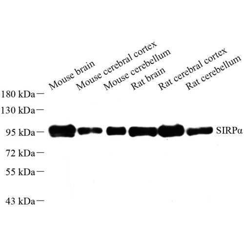 Anti -SIRP alpha Rabbit pAb