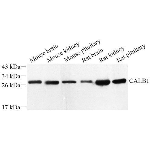 Anti -Calbindin Rabbit pAb