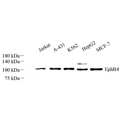 Anti -Eph receptor B4/HTK Rabbit pAb