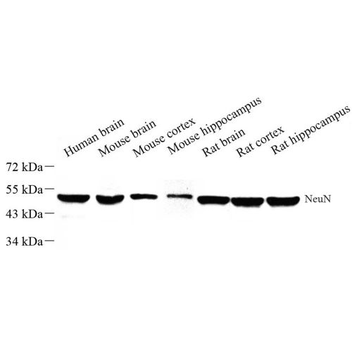 nti -NeuN Rabbit pAb