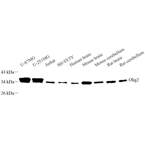 Anti -Olig2 Rabbit pAb