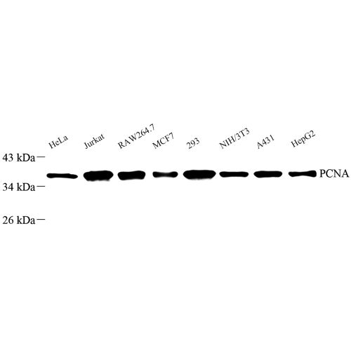 Anti -PCNA Rabbit pAb