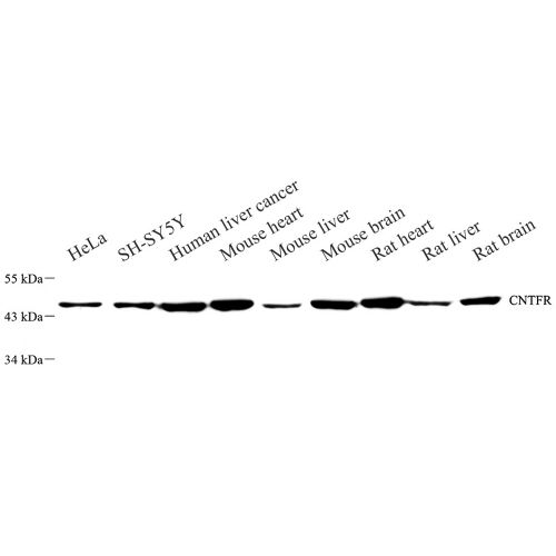 Anti -CNTFR Rabbit pAb