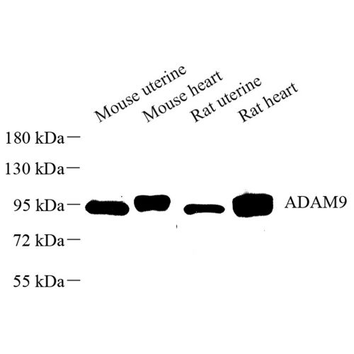 Anti -ADAM9 Rabbit pAb