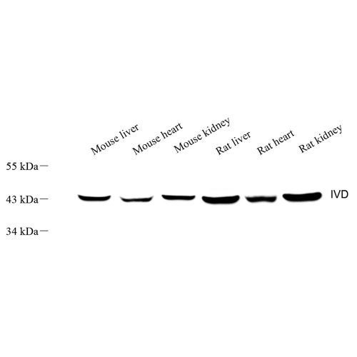 Anti -IVD Rabbit pAb