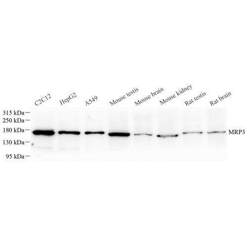 Anti -MRP3 Rabbit pAb