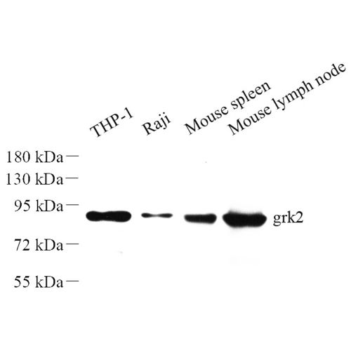 Anti -GRK2 Rabbit pAb