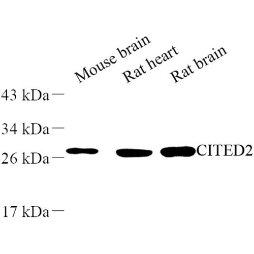 Anti -CITED2 Rabbit pAb