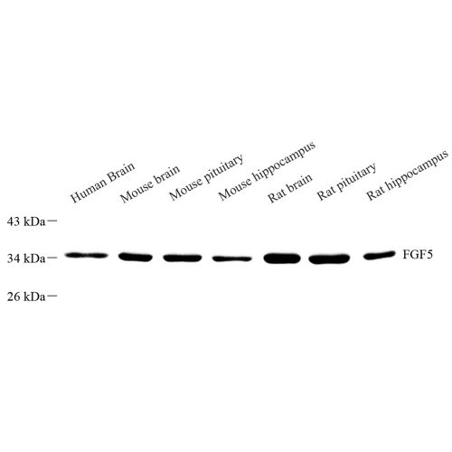 Anti -FGF5 Rabbit pAb