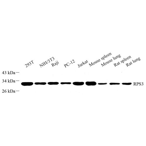 Anti -RPS3 Rabbit pAb