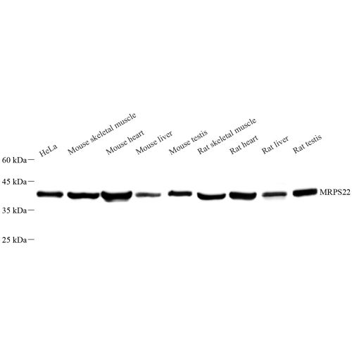 Anti -MRPS22 Rabbit pAb