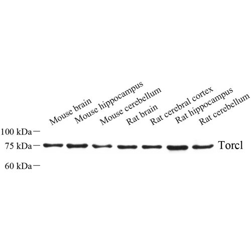 Anti -TORC1 Rabbit pAb