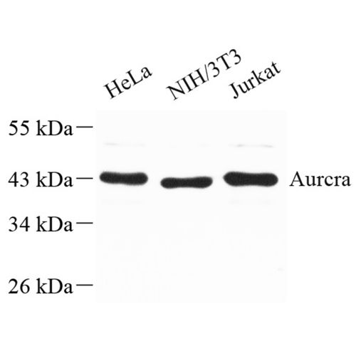 Anti -Aurora B Rabbit pAb