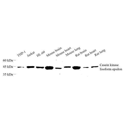 Anti -CK1 epsilon Rabbit pAb