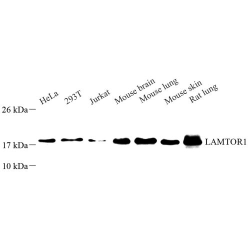 Anti -LAMTOR1 Rabbit pAb